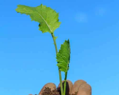plant, hand, garden, community, dirt, sapling, grow, nature, sapling, sapling, sapling, sapling, sapling
