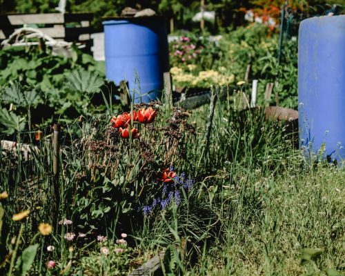 Lush community garden in summer featuring vibrant flowers and a distinctive blue barrel.